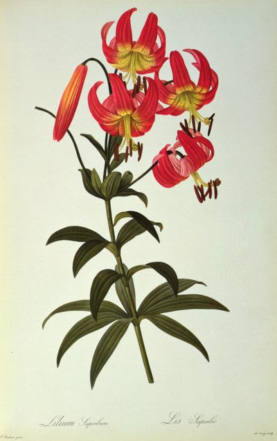 Lilium Superbum, from 